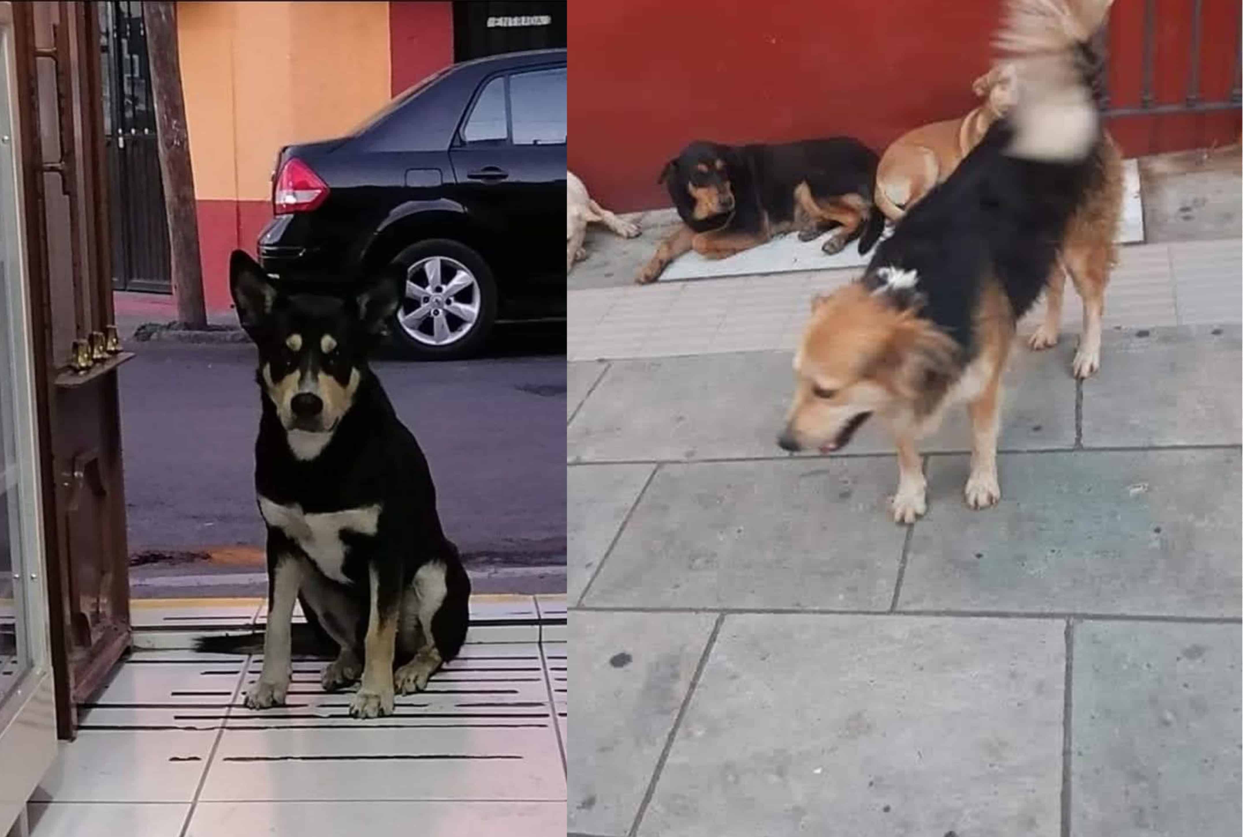 Hoy Allende lanza campaña para retirar animales de la calle y prevenir riesgos sanitarios