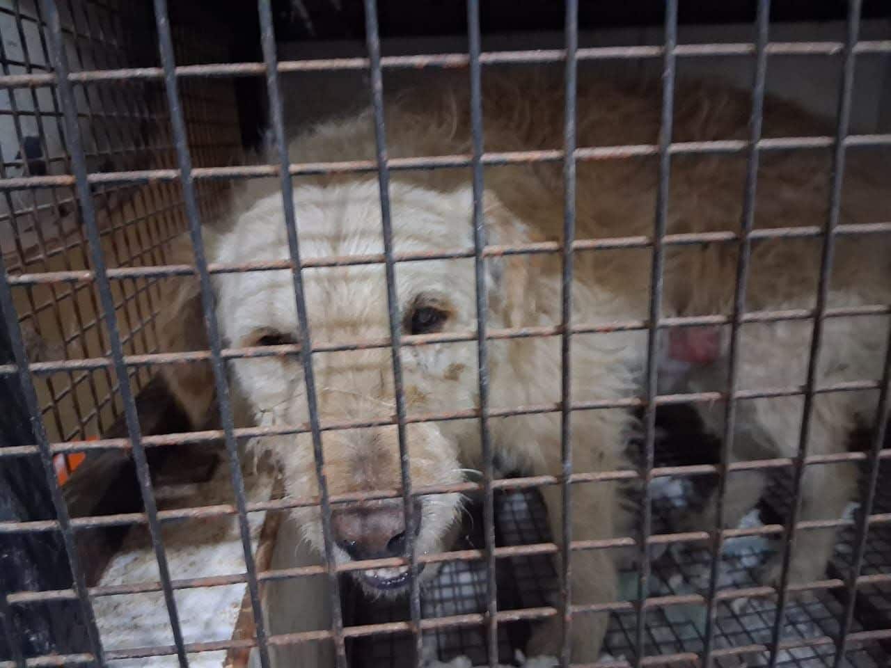 Hoy Allende lanza campaña para retirar animales de la calle y prevenir riesgos sanitarios