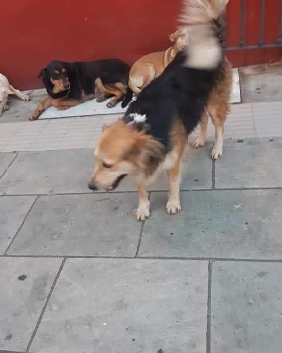 Hoy Allende lanza campaña para retirar animales de la calle y prevenir riesgos sanitarios