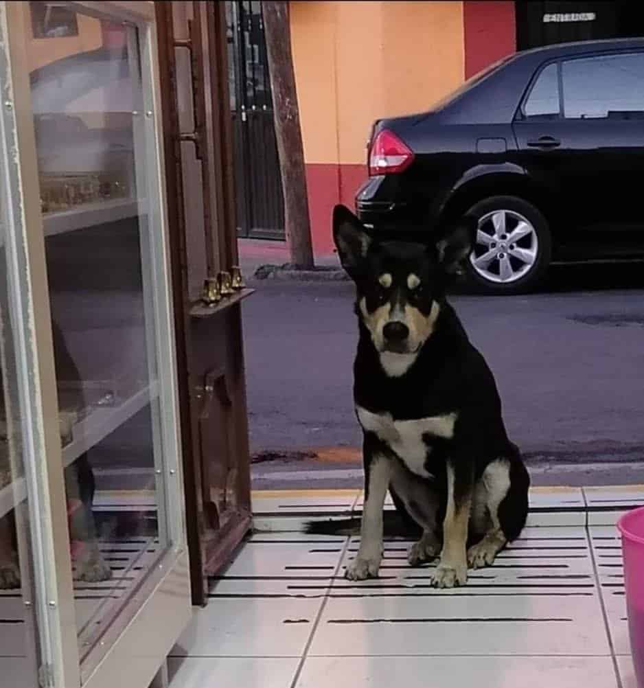 Hoy Allende lanza campaña para retirar animales de la calle y prevenir riesgos sanitarios