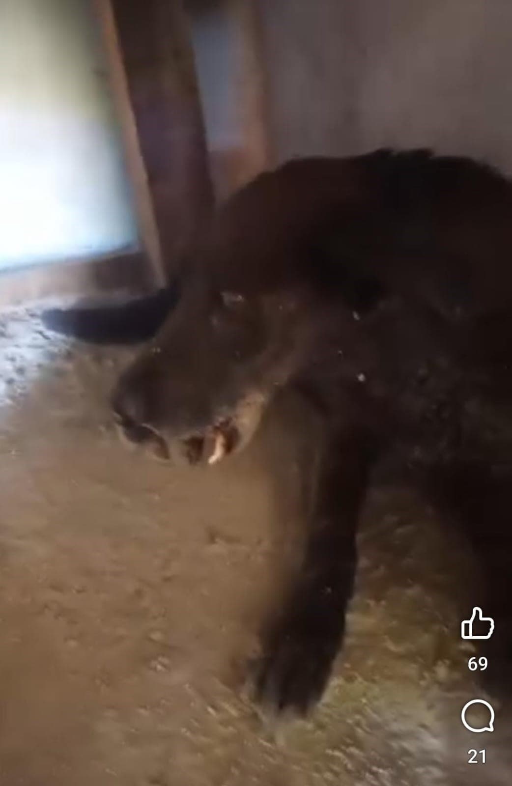 Multa a dueño de perrita con alambre en lengua y fractura en Frontera, Coahuila