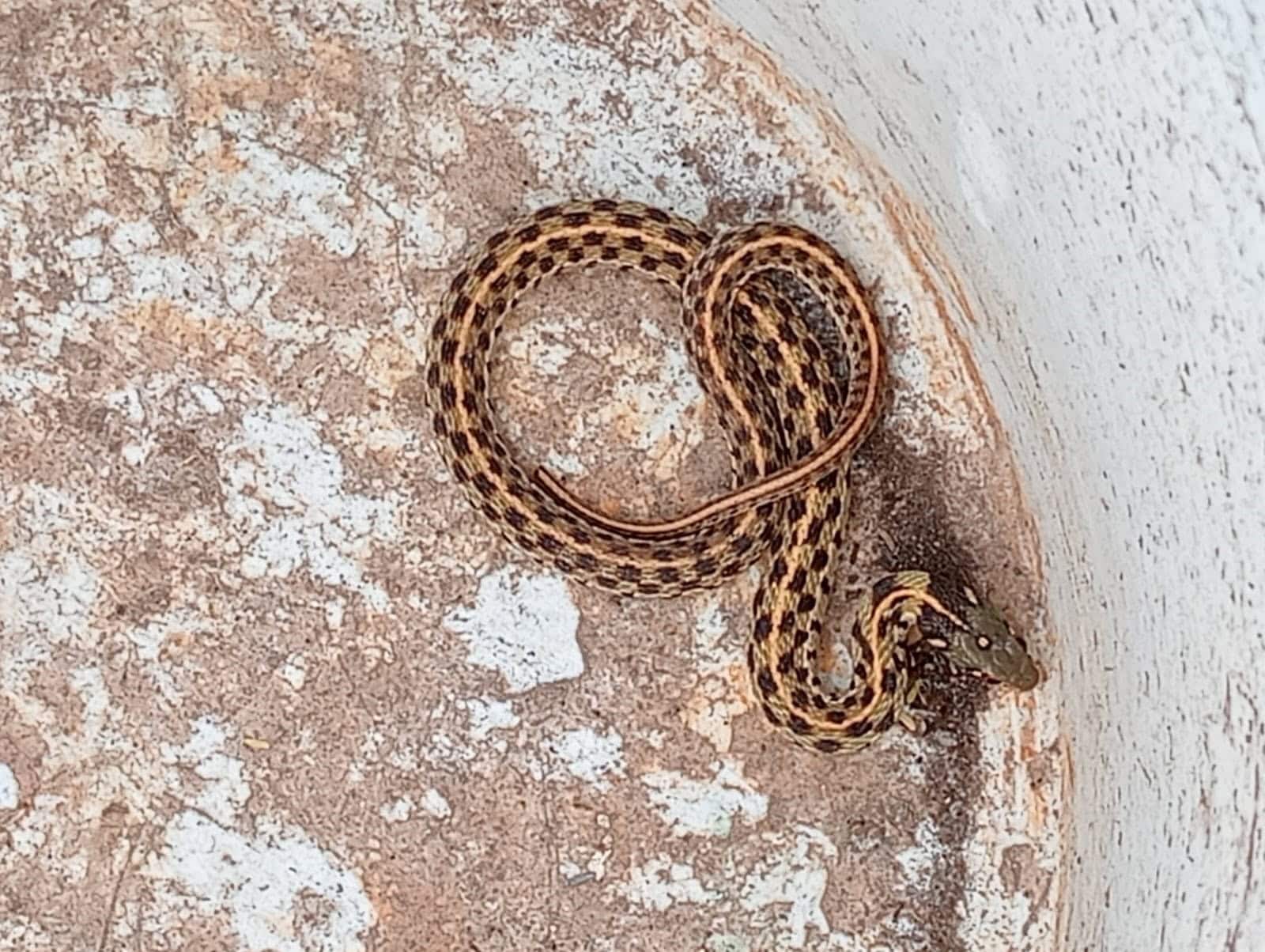Ama de casa alerta sobre serpiente en colonia de Palau