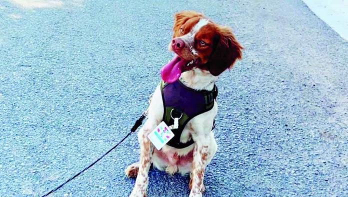 Reconocerán a “Manchas” perro detector de fugas 