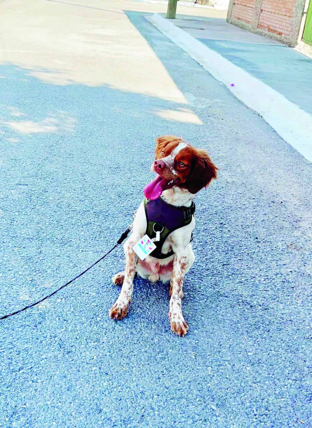 Reconocerán a "Manchas" perro detector de fugas 