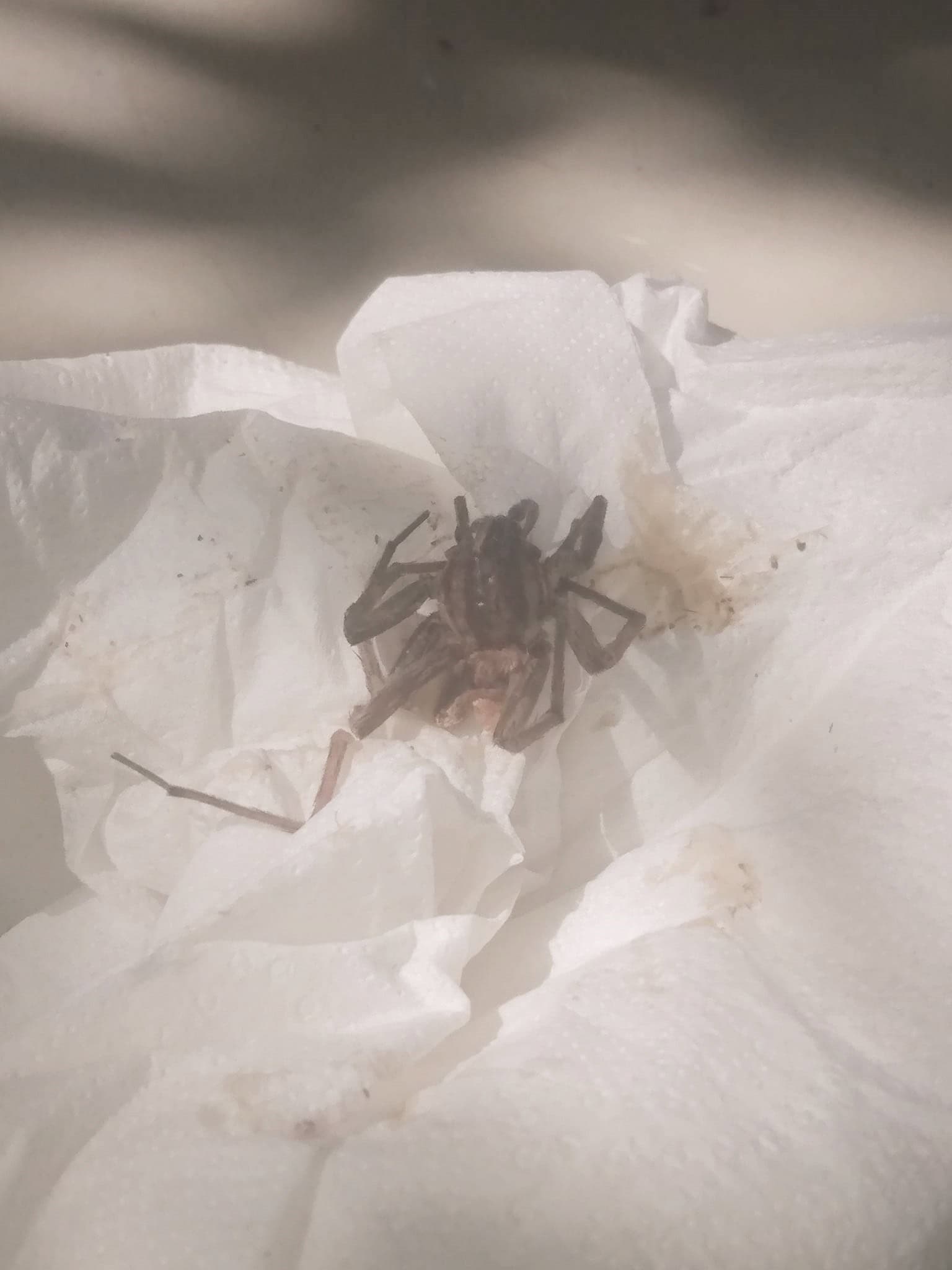 Ataca a hombre araña violinista