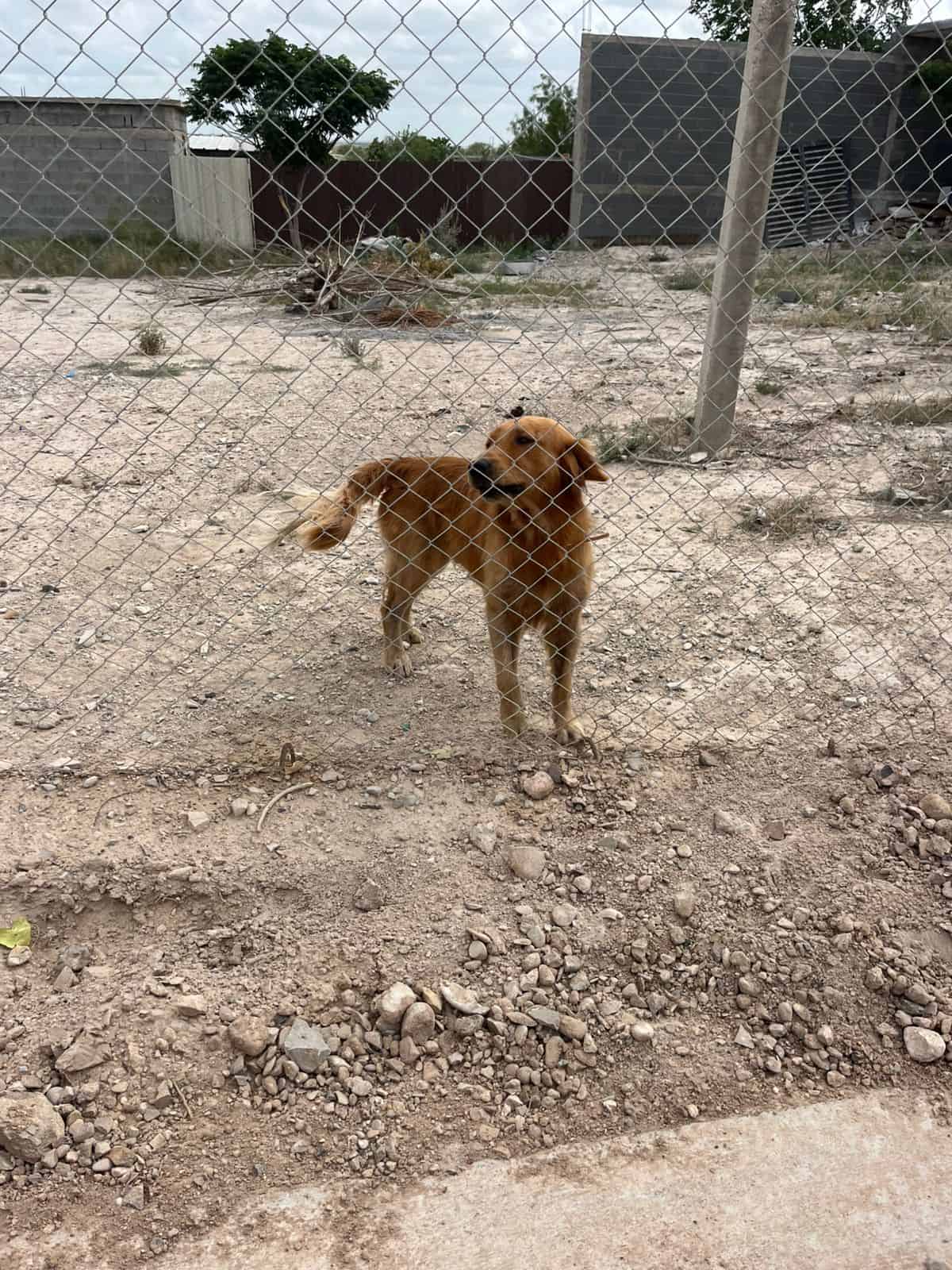 Temen expansión del gusano barrenador en mascotas al norte de México