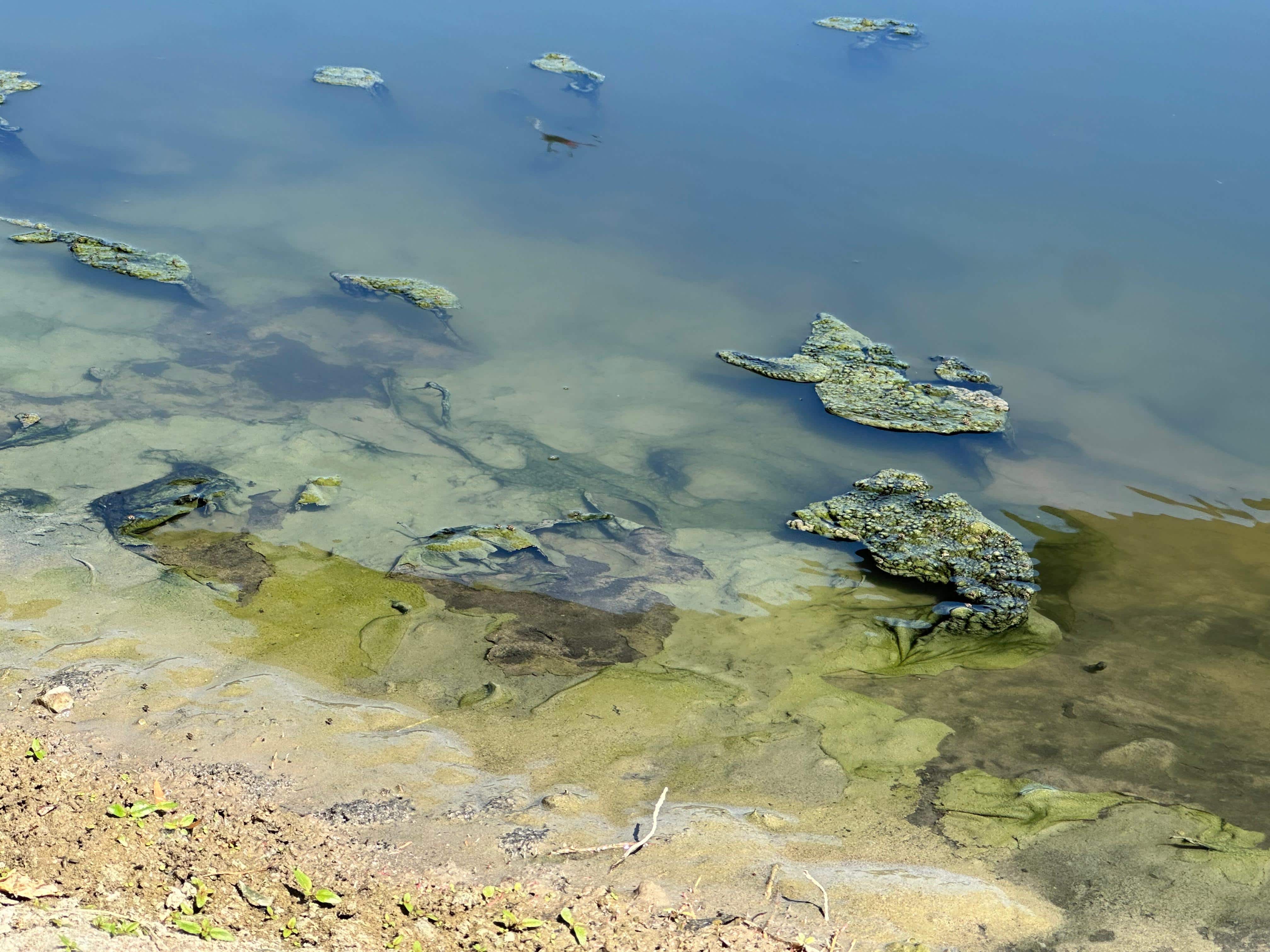 Solo son aguas negras: Municipio permite la muerte del río Escondido