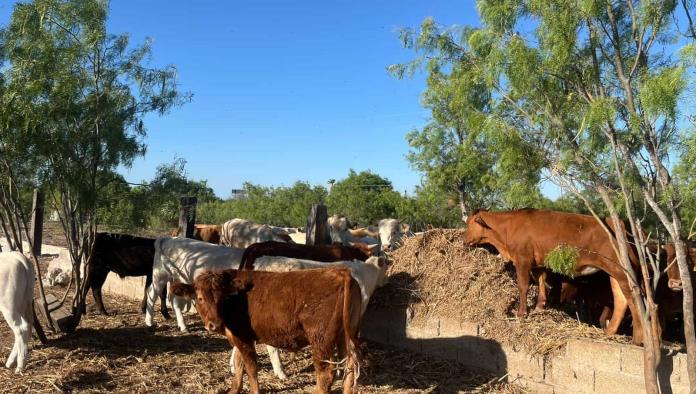 Ganaderos del norte celebran control del gusano barrenador y se alistan para exportar