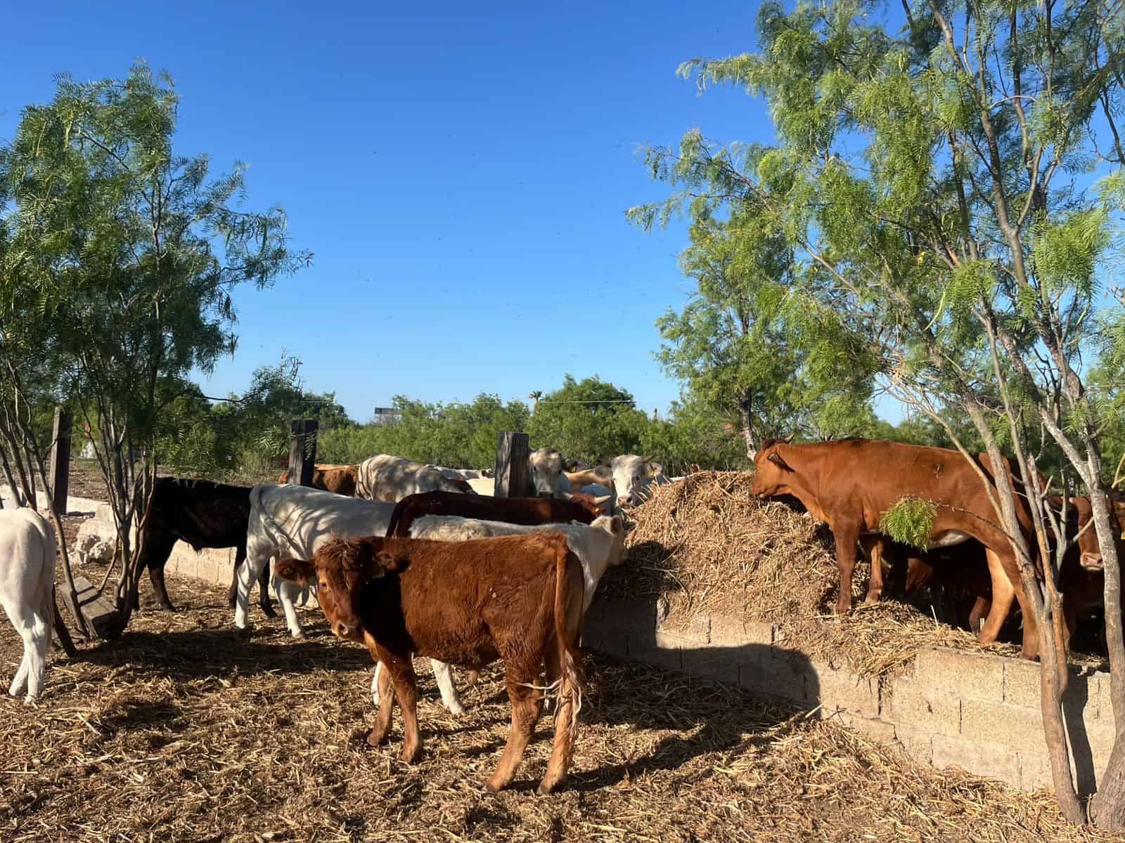 Ganaderos del norte celebran control del gusano barrenador y se alistan para exportar