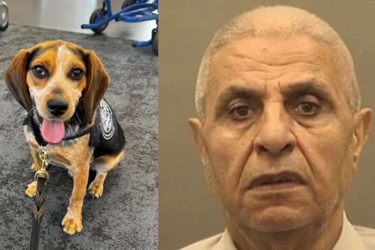 Turista egipcio arrestado por agresión a perro policía en aeropuerto de Virginia