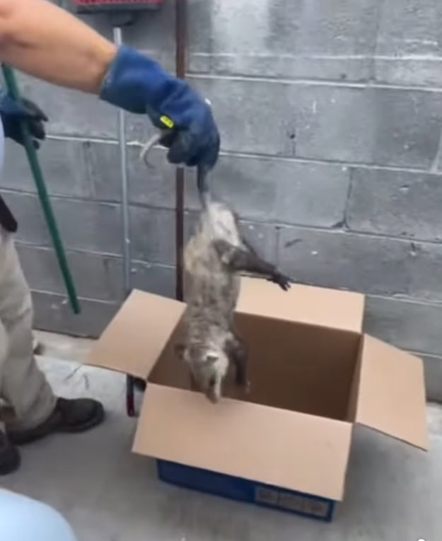 CONANP alerta sobre fauna urbana afectada por sequía