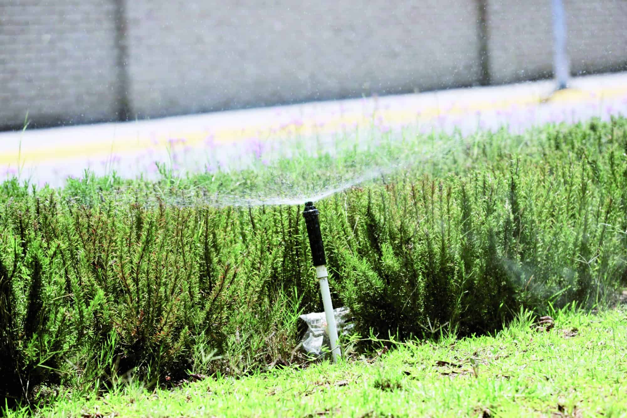 Riegan la ciudad con agua tratada