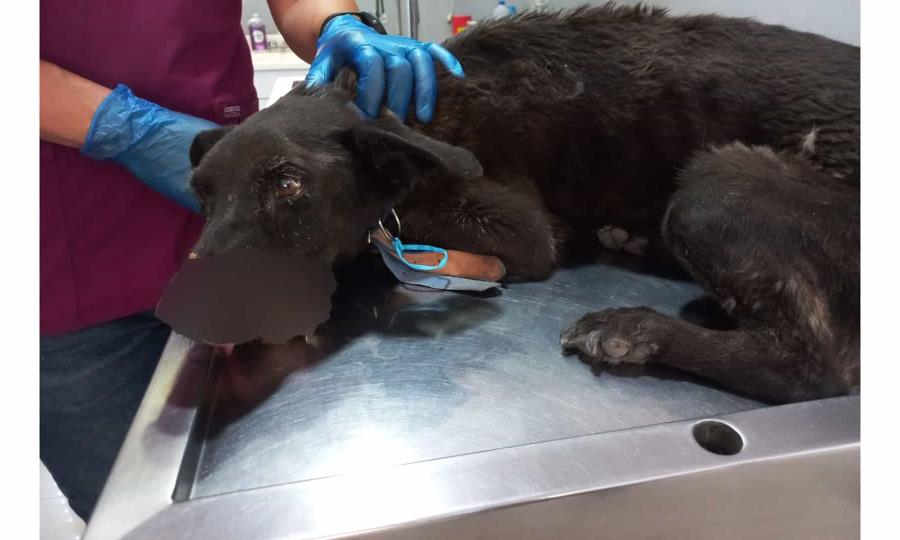 Alcaldesa de Frontera agradece cooperación en rescate de perrita