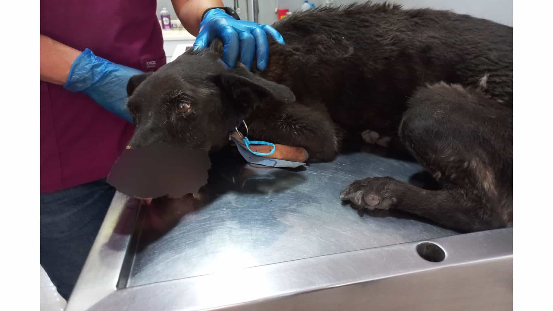 Alcaldesa de Frontera agradece cooperación en rescate de perrita