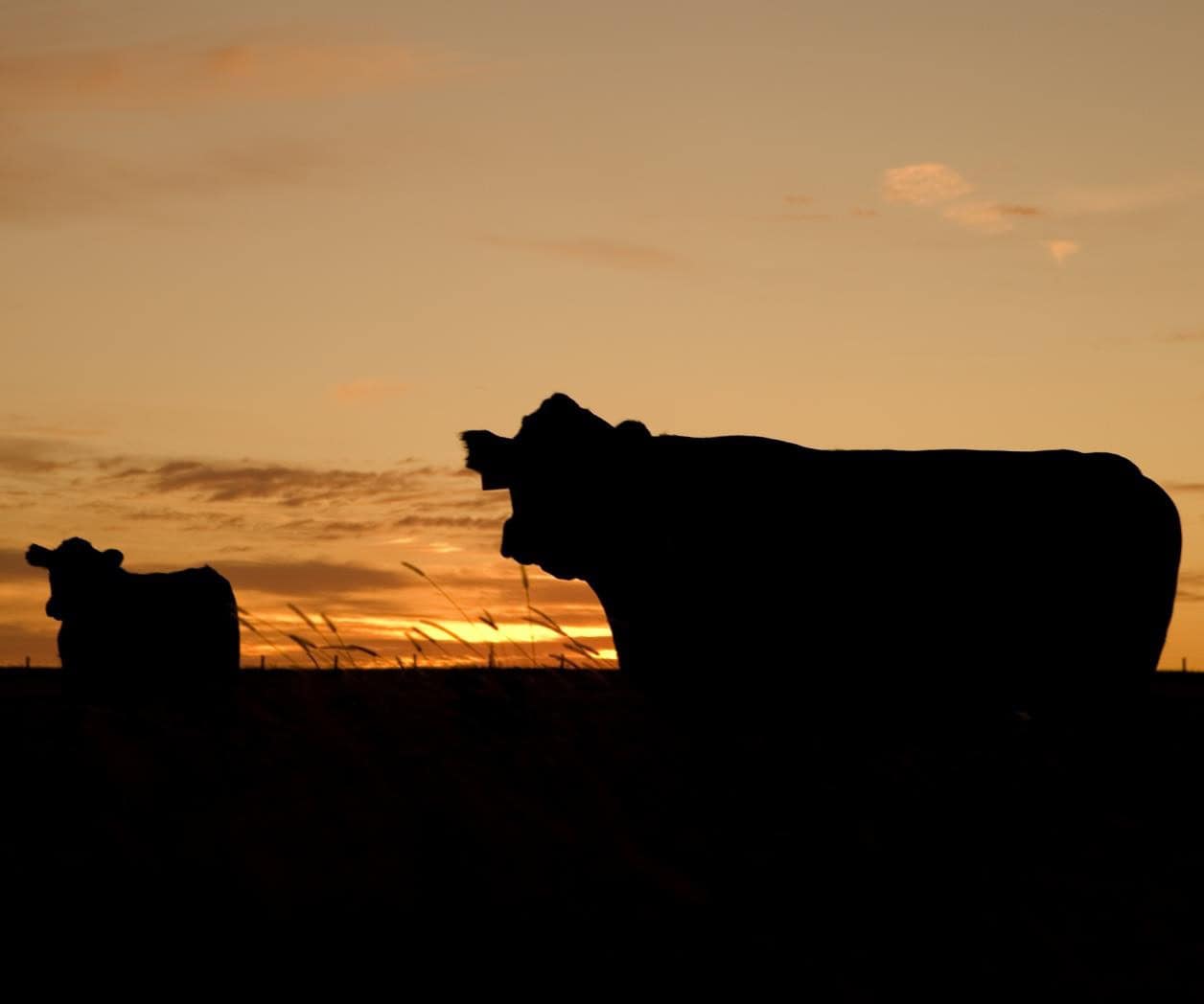 USDA permite cruce de ganado mexicano tras suspensión por gusano barrenador