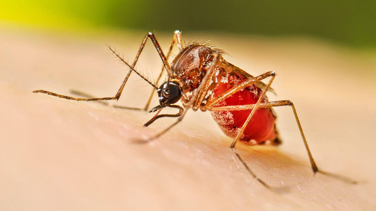 Detectan caso sospechoso de dengue en colonia Real del Norte; activan cerco sanitario
