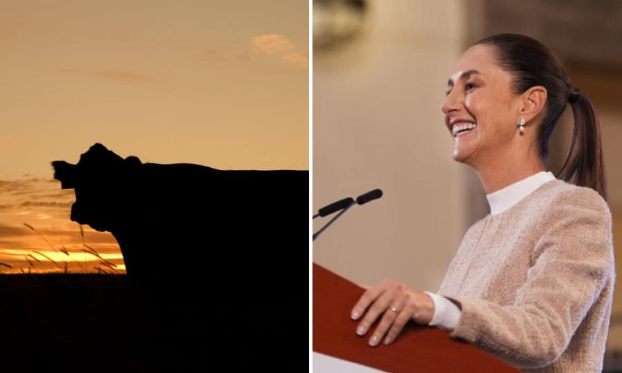 Claudia Sheinbaum celebra la reapertura de la frontera para el ganado mexicano
