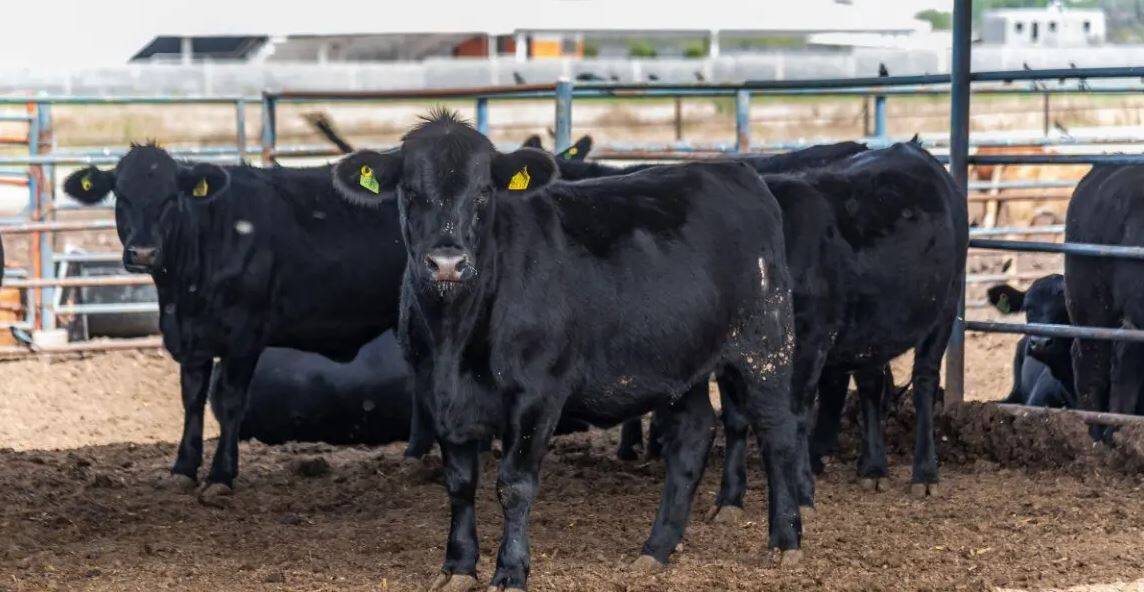Reapertura de exportación de ganado en Coahuila tras impacto económico
