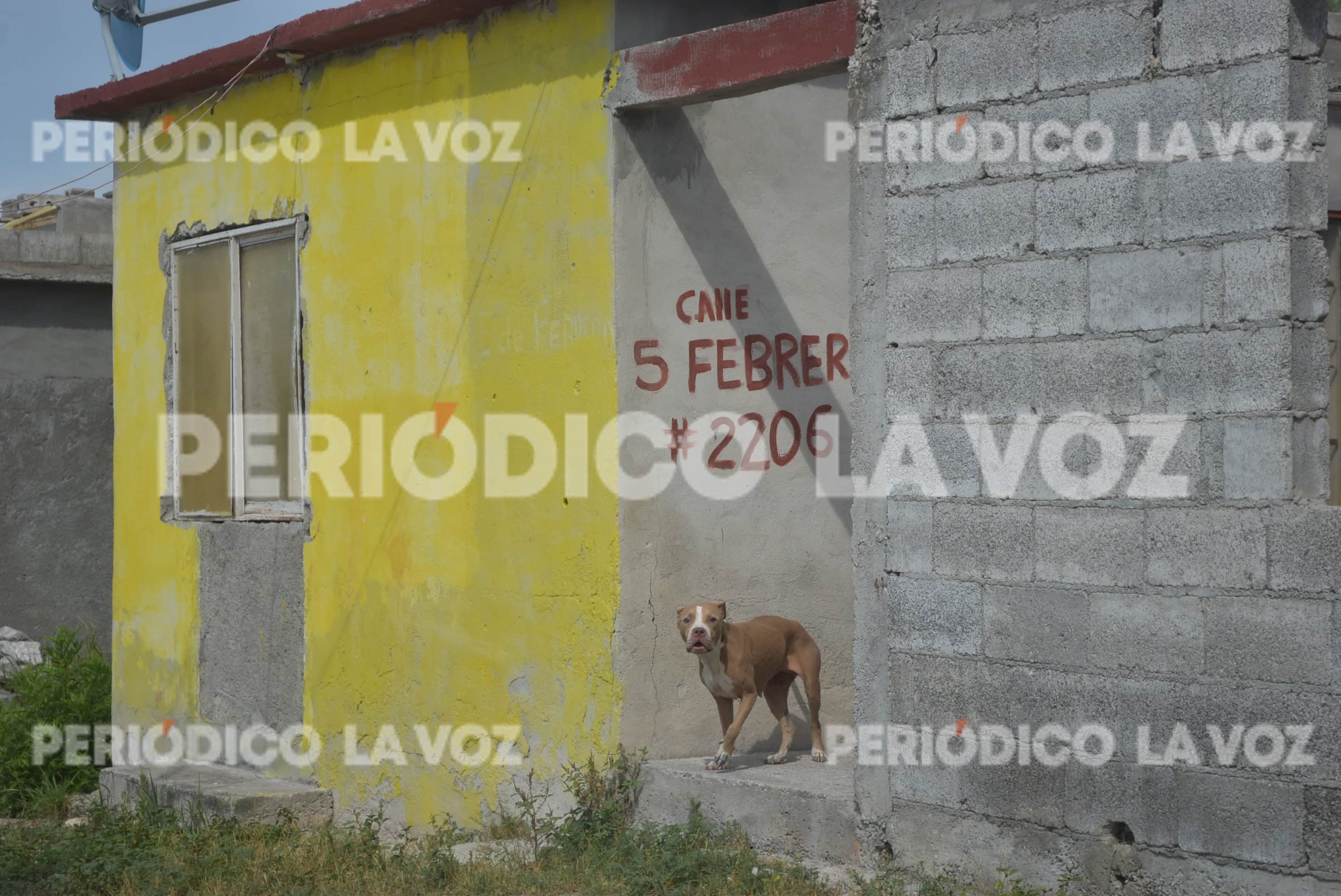 Vecinos exigen acción tras ataque de pitbull