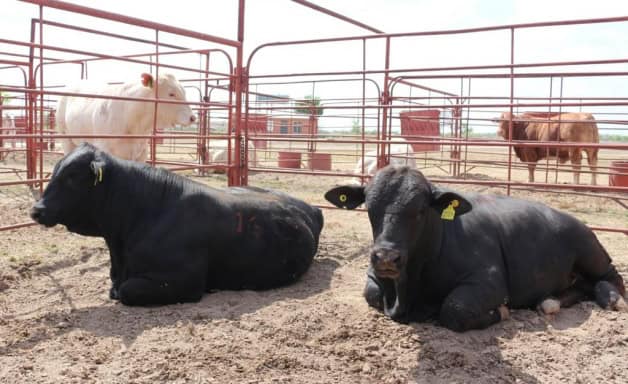Urge incluir a Piedras Negras en reactivación ganadera: Canaco