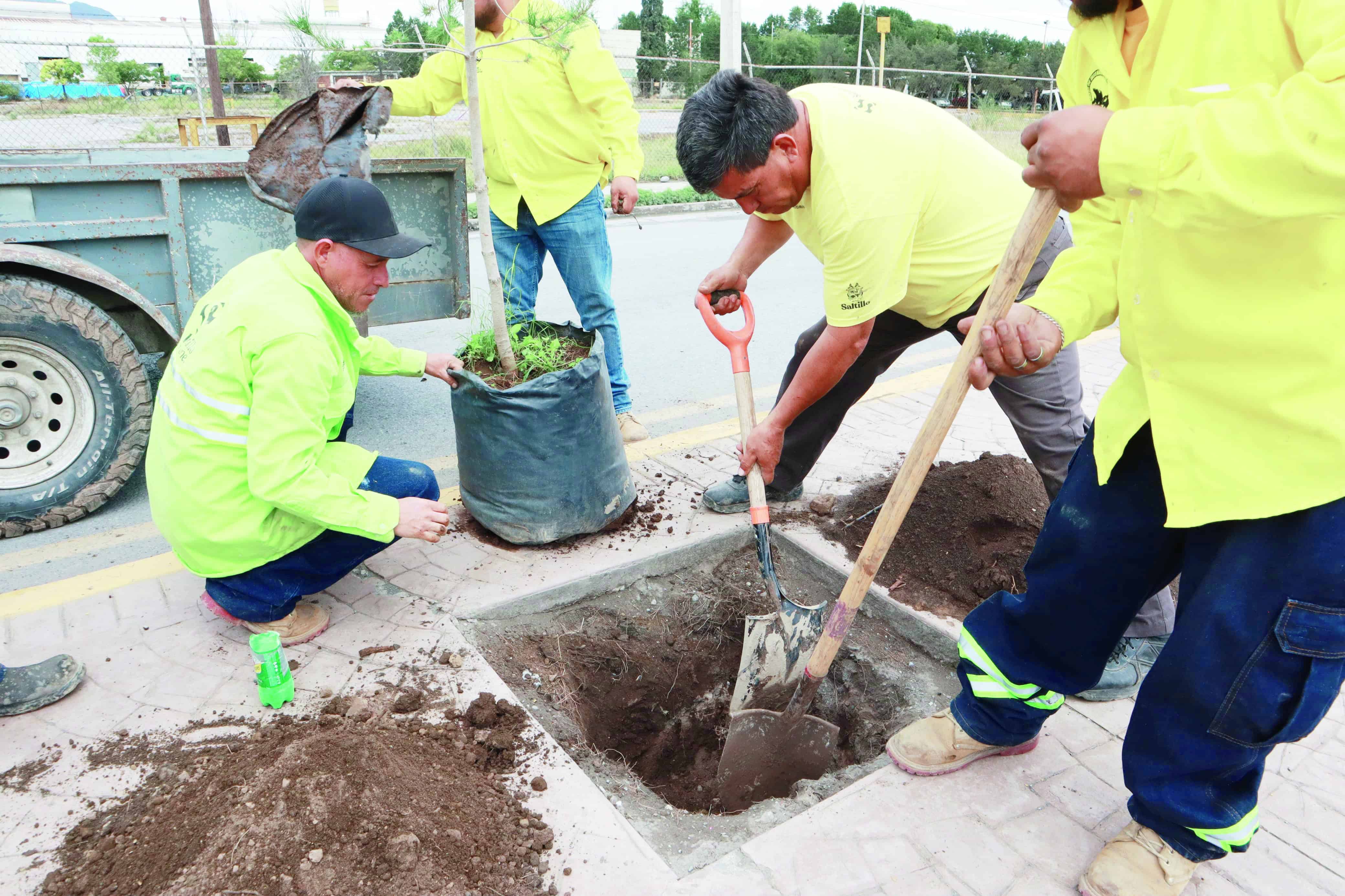Reforesta Saltillo 7 mil 823 árboles