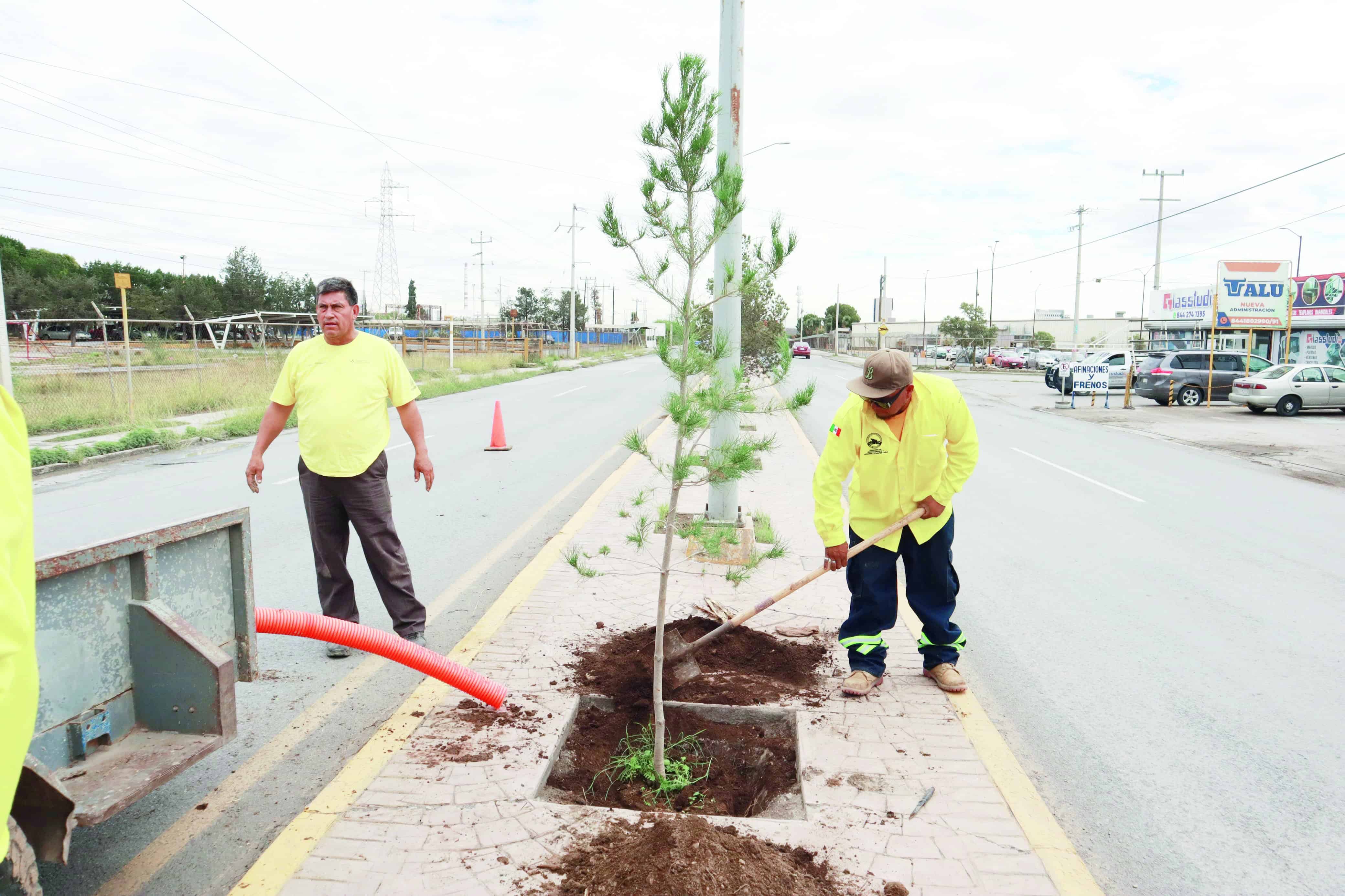 Reforesta Saltillo 7 mil 823 árboles
