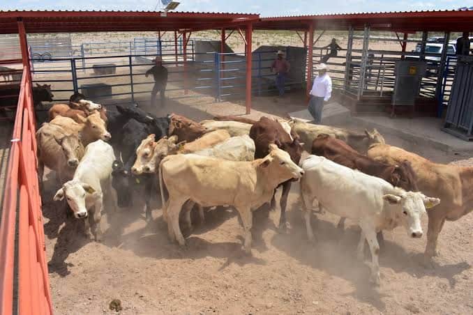 Unión Ganadera y autoridades federales refuerzan sanidad animal en Coahuila