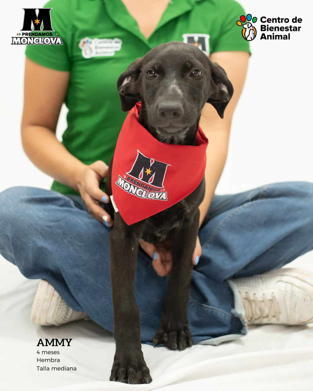 Centro de Bienestar Animal promueve adopción de perros y gato