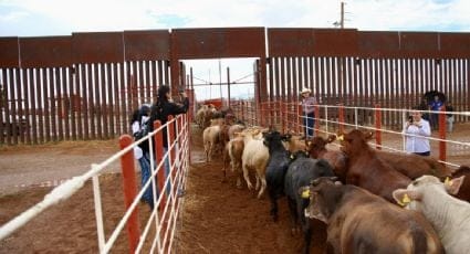 México retoma exportación de ganado a EE.UU. tras controlar brote de gusano barrenador