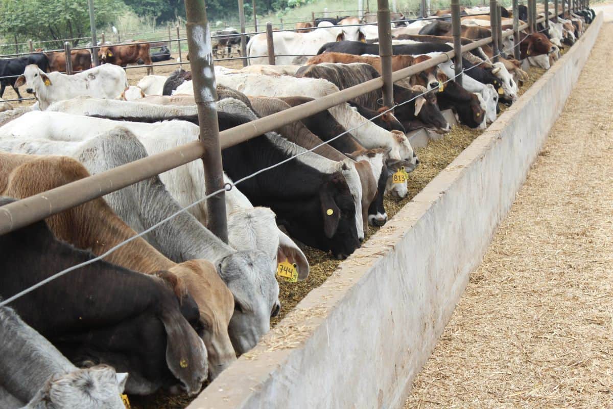 Precio del Becerro en Mercado Nacional Mejora con Exportación de Ganado