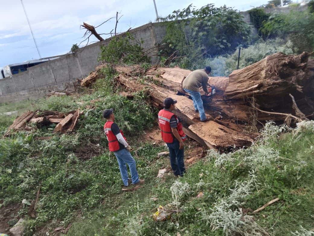 Protección Civil de Múzquiz actúa ante emergencia por caída de árbol