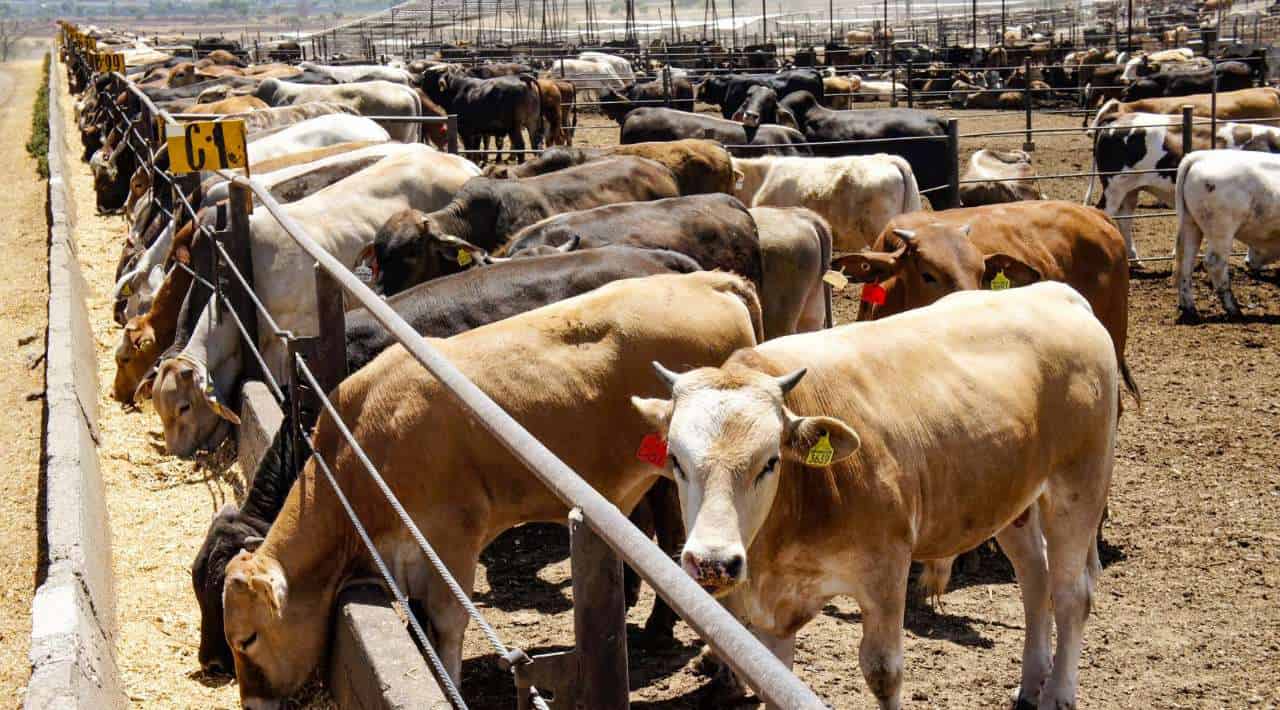 Nuevo caso de gusano barrenador en Veracruz provoca cierre de frontera con EEUU