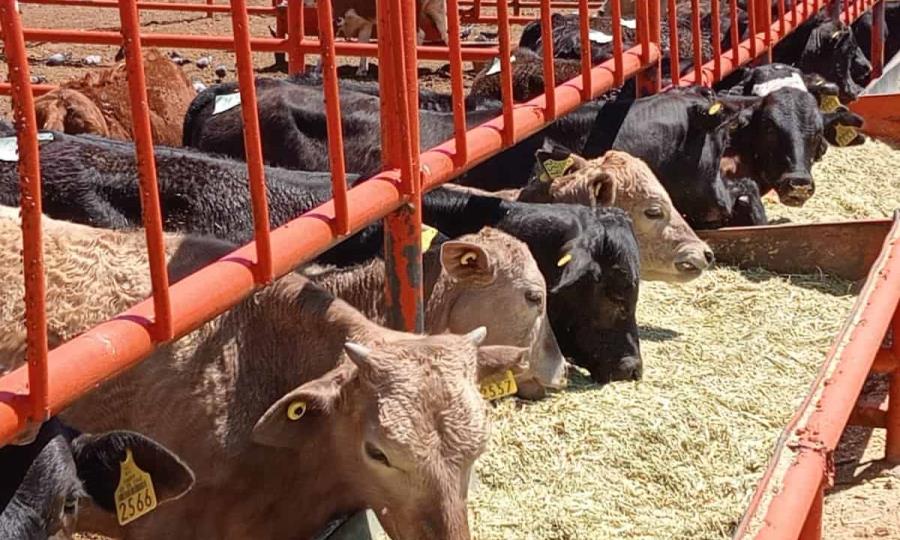 Cierre de frontera con EE. UU. impacta a productores ganaderos del norte