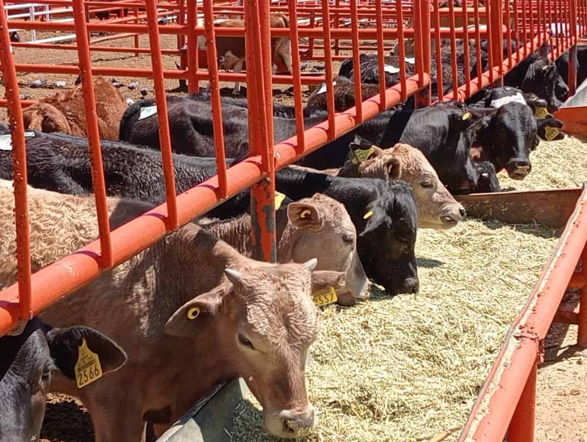 Cierre de frontera con EE. UU. impacta a productores ganaderos del norte
