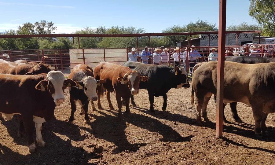 Creación de Centro de Subastas en Coahuila: solución para productores ganaderos