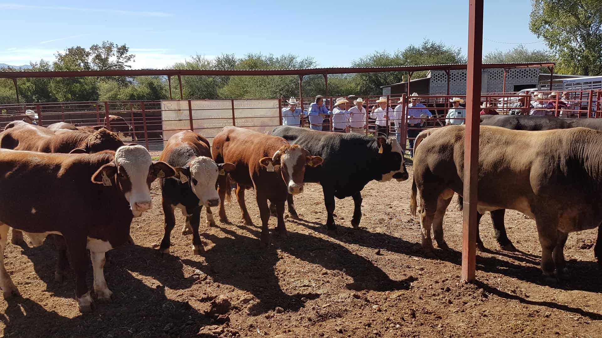 Creación de Centro de Subastas en Coahuila: solución para productores ganaderos