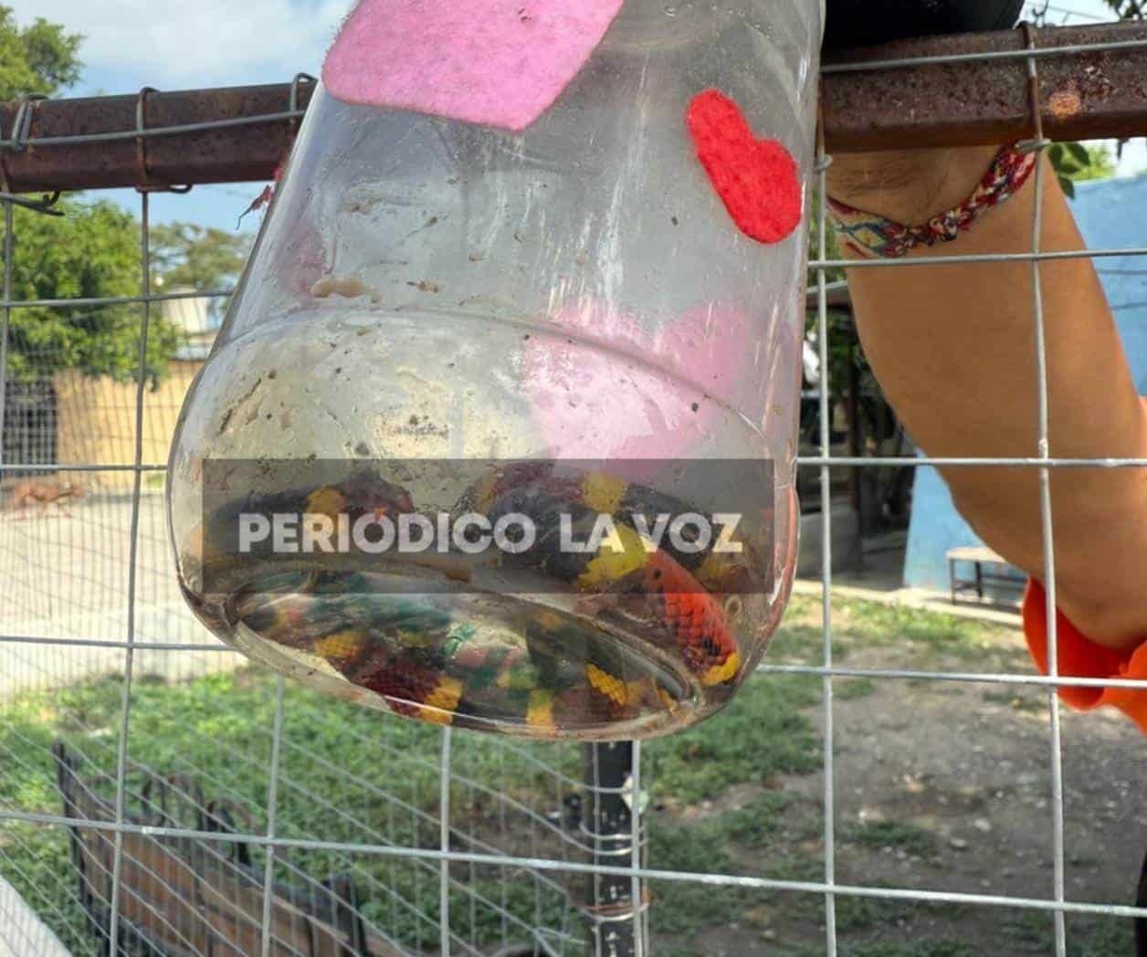 Avistan serpientes coralillo en colonia Infonavit-Reforma