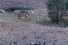 Regresa el lobo mexicano; Captan a ejemplar nacido en libertad
