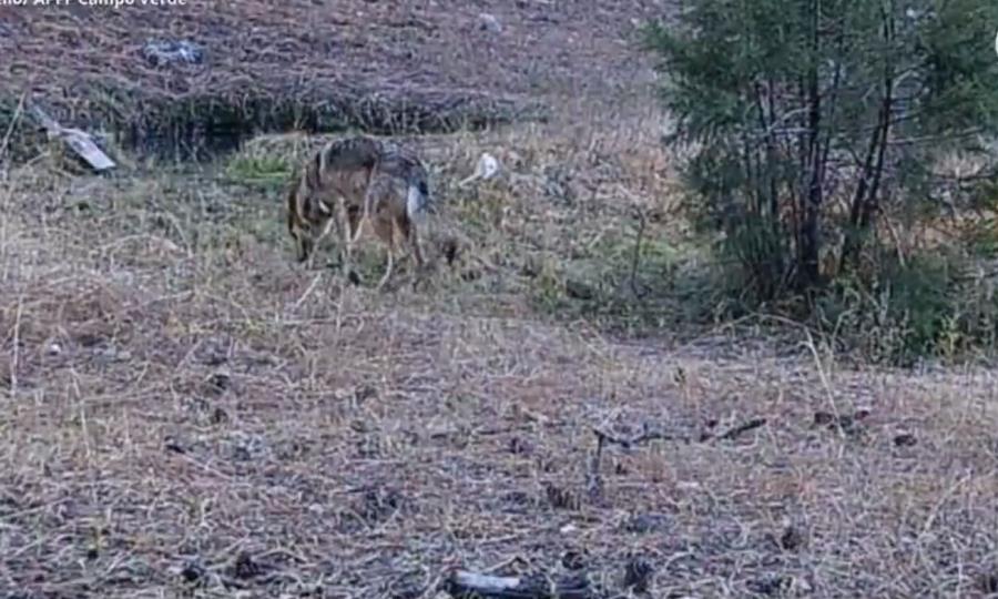 Regresa el lobo mexicano; Captan a ejemplar nacido en libertad