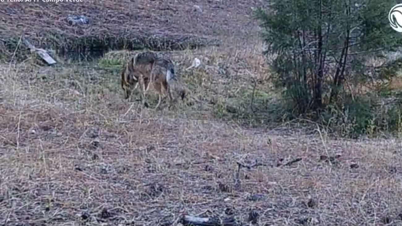Regresa el lobo mexicano; Captan a ejemplar nacido en libertad