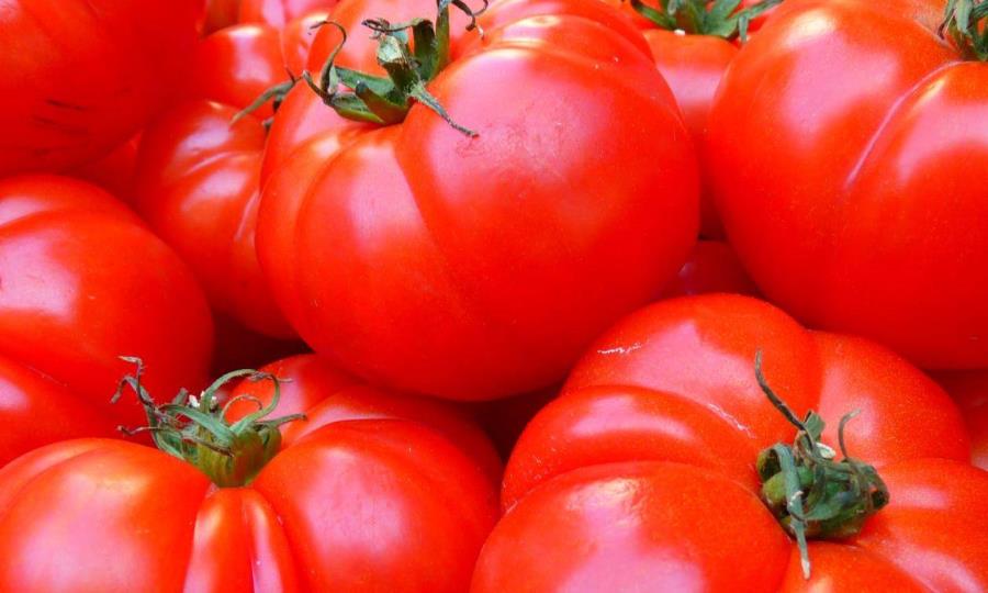 Claudia Sheinbaum presenta plan contra aranceles al tomate mexicano