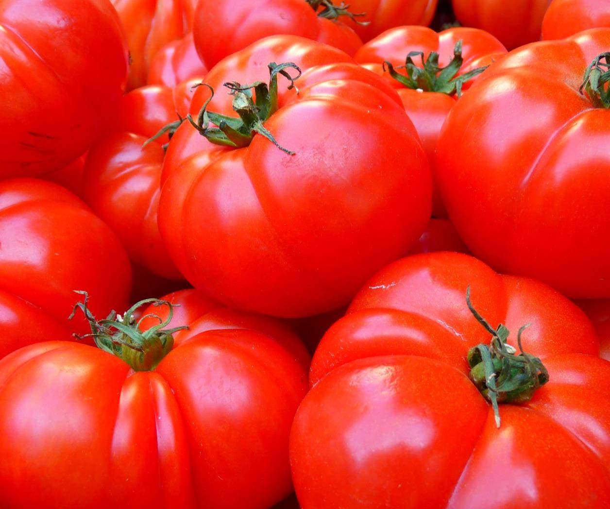 Claudia Sheinbaum presenta plan contra aranceles al tomate mexicano