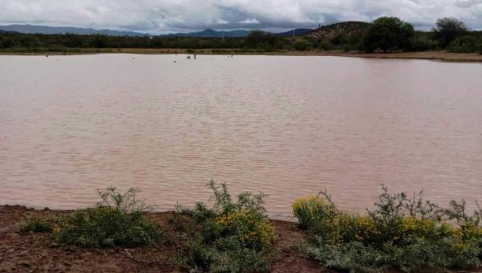 Benefician lluvias al campo saltillense