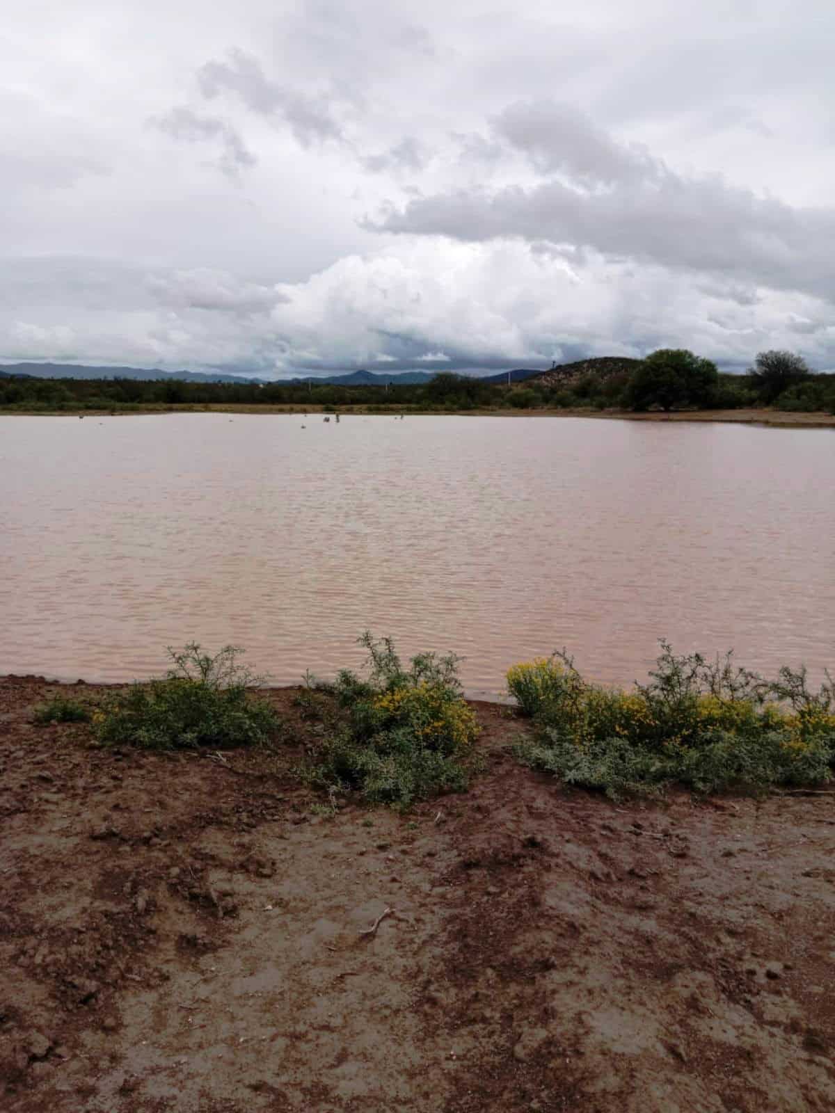 Lluvias en Saltillo Incrementan Capacidad de Pozos de Abrevadero
