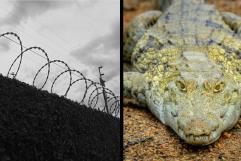 Denuncia de la tribu Miccosukee la alligator alcatraz