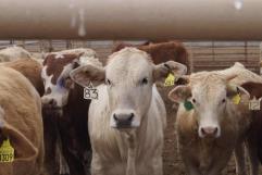 Cierre parcial de exportaciones de carne bovina en EE.UU. dispara precios y activa alerta