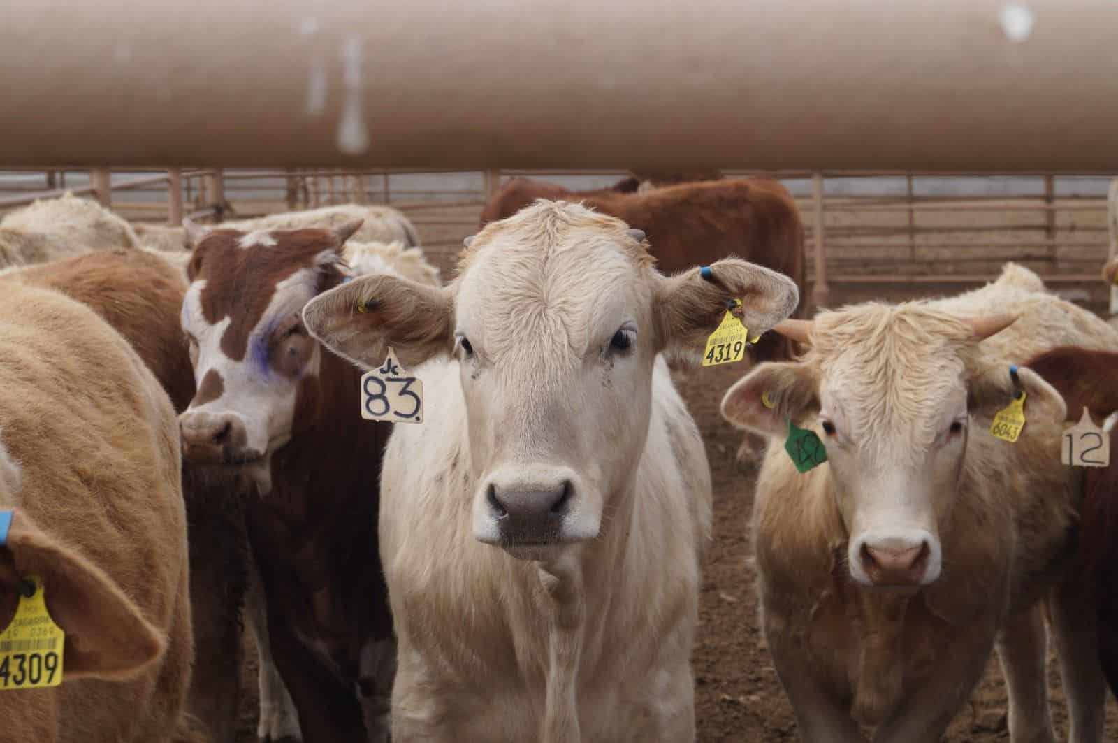 Cierre parcial de exportaciones de carne bovina en EE.UU. dispara precios y activa alerta