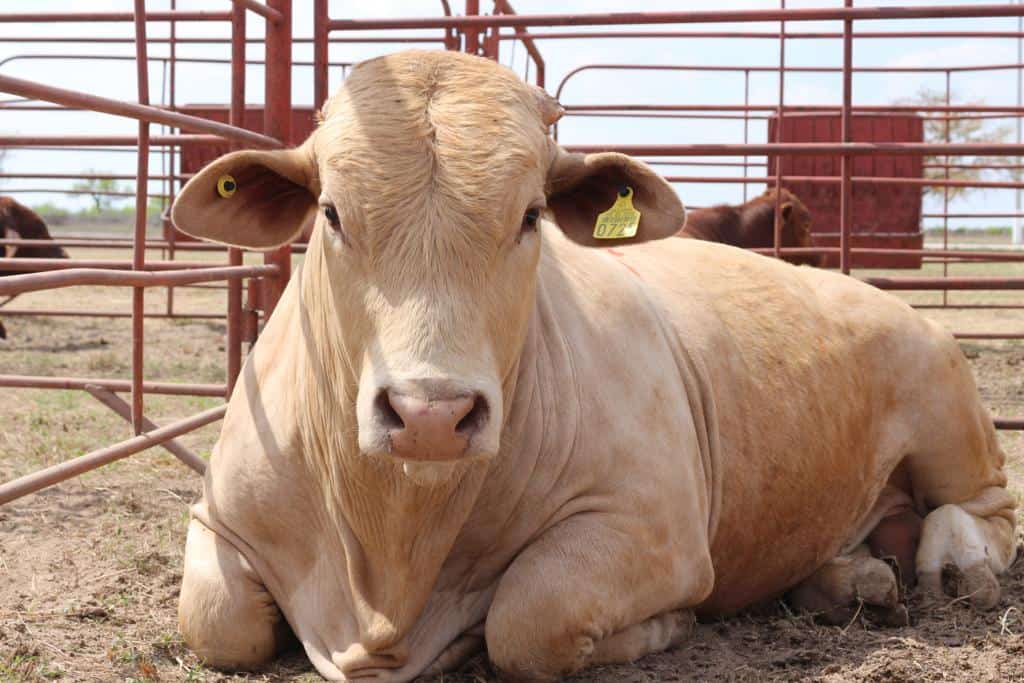 Cierre parcial de exportaciones de carne bovina en EE.UU. dispara precios y activa alerta