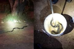 Aparición de serpientes en viviendas de Allende moviliza a cuerpos de emergencia