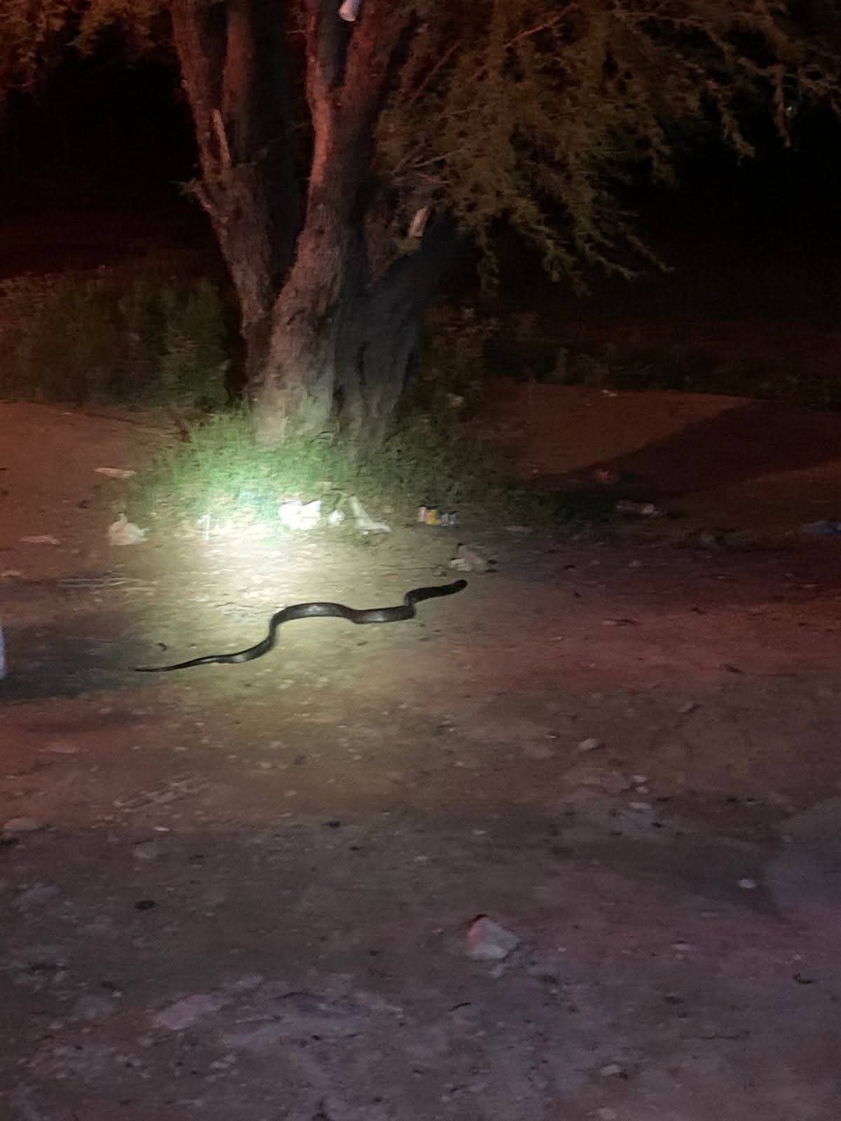 Aparición de serpientes en viviendas de Allende moviliza a cuerpos de emergencia
